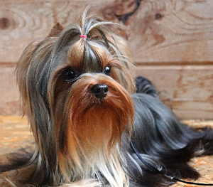 Lesanzh LESANZH HARITA &mdash; Labaza DogPedigree YorkshireTerrier